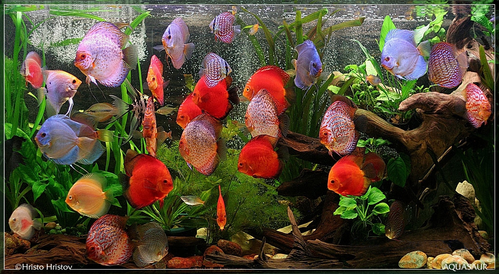    (Symphysodon Discus Tank)